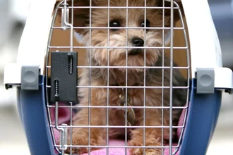 Питомец в самолете: какие условия ждут животное в багажном отсеке
