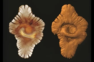 Первая сложная жизнь на Земле могла возникнуть 2,1 миллиарда лет назад