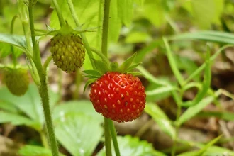 Почему семена клубники расположены снаружи, а не внутри ягоды?