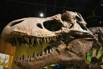 Насколько большим был тираннозавр: новый расчёт веса древнего хищника