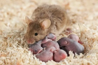 Как мозг создает связь с матерью: открыты уникальные нейроны детской привязанности