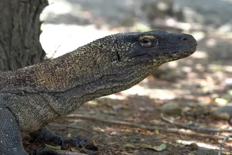 Комодские вараны: острые зубы с железным покрытием раскрыты