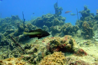 Загадка глубин: как минералы на дне океана производят кислород