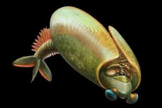 Odaraia alata: древнее существо, похожее на тако, которое плавало вверх ногами