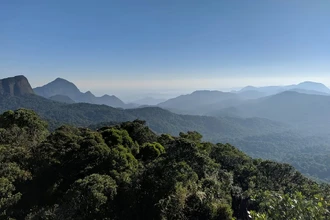 Леса в движении: как деревья в Бразилии спасаются от жары, мигрируя в горы