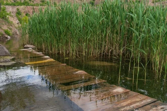 Новый метод: как получают биотопливо из обычных водных растений