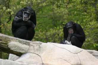 Шимпанзе ведут диалоги жестами: учёные нашли сходство с человеческой речью