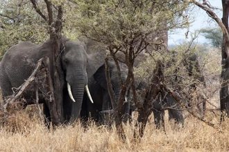 Секрет слонов: как их хоровое урчание становится сигналом «пора уходить»