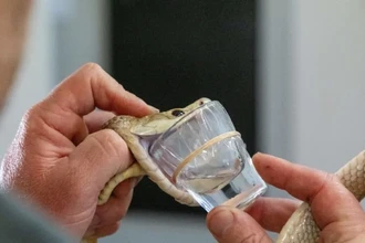 Тайпан установил мировой рекорд: яда одной змеи хватило бы на 400 человек