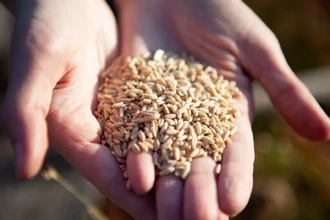 Какой вид клетчатки действительно помогает снижать вес: данные учёных