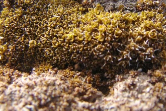 Как мхи-экстремалы подготовят почву Марса для будущих посевов