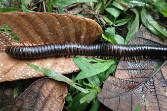 Ученые нашли на Мадагаскаре гигантскую многоножку, потерянную для науки 126 лет