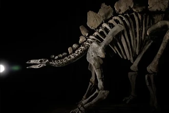 Самый дорогой динозавр: стегозавр Апекс продан за 44,6 млн