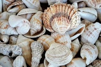 7 идей для декора: что сделать из своей коллекции ракушек
