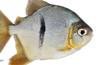 В Амазонке нашли рыбу с «оком Саурона». За что её так назвали?