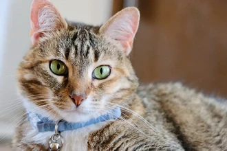 Умный ошейник для кошек: диагностика здоровья по голосу питомца