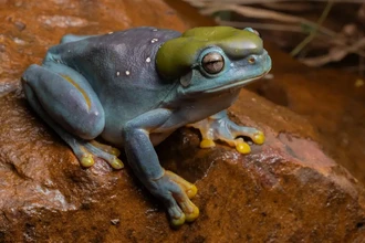 Голубая квакша в Австралии: редкая мутация в дикой природе