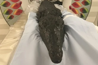 Древний крокодил и его последний ужин: история, которую рассказала мумия