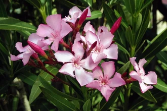 15 самых ядовитых растений: привлекательная внешность и смертельная опасность