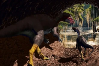 Найдены норные динозавры: новый вид размером с собаку жил под землёй