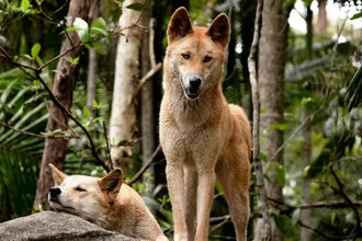 Генетика динго: древняя ДНК показала их уникальность и независимость от собак