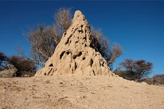 Термиты живут в одном доме 34 000 лет. Как их курган стал капсулой времени