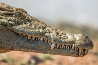 Как ловили священных крокодилов в Древнем Египте: находка в мумии