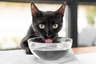 Почему кошка отодвигает миску с водой от еды? Секрет инстинкта