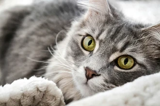 Первый российский препарат от вирусного перитонита кошек