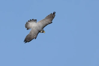 Сапсан — самая быстрая птица в мире. Скорость пикирования до 389 км/ч