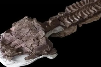 Главные открытия палеонтологии: хищник с головой-«унитазом» и динозавр Локи