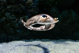 Климат против акул: почему к 2100 году их яйца могут не вылупиться