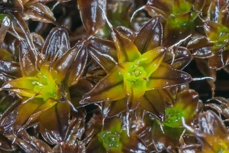 Неубиваемый мох для Марса: как растение пережило космический холод и радиацию