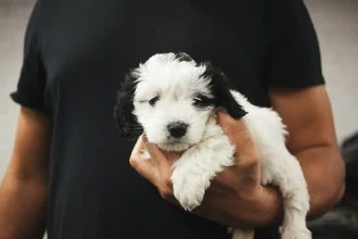 «Щенковая депрессия»: почему появление собаки может вызвать стресс и тревогу