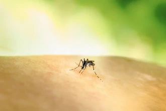 Комары-самцы пьют кровь: как жажда меняет их поведение