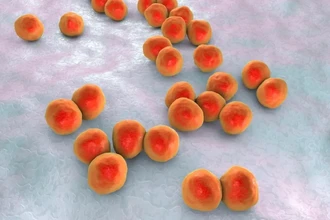 Мы — симбиоз клеток и бактерий: главные открытия недели