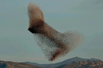 Как искусственный интеллект генерирует математические гипотезы вместо доказательств