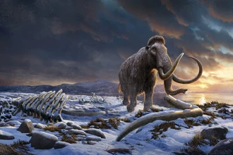 Загадка острова Врангеля: что погубило последних мамонтов на Земле?