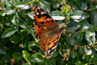 Бабочки-рекордсмены: кто пересекает Атлантику без остановки?