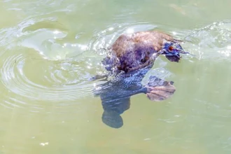 Утконос: ядовитое, светящееся млекопитающее без желудка. Как это возможно?