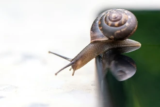 Секрет улиток: почему медлительность — это их суперсила для выживания