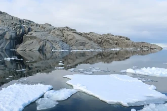 Тайна червей Антарктиды: бактерии вместо антифриза
