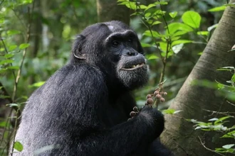 Лесная аптека шимпанзе: как обезьяны лечатся растениями