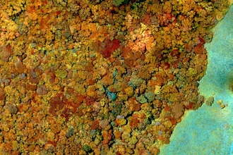 Ученые ищут пару для самого одинокого растения в мире, чтобы спасти древний вид