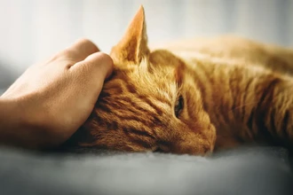 Птичий грипп угрожает людям: домашние кошки стали новыми переносчиками H5N1