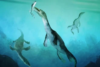 Старейший нотозавр Южного полушария найден в Новой Зеландии