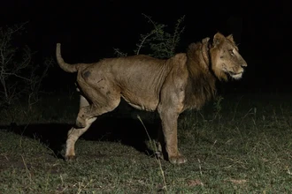 Трёхногий лев Джейкоб проплыл полтора километра через канал с крокодилами