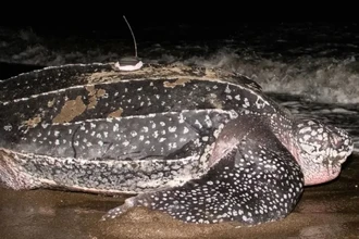 Рекордное погружение черепахи: глубже подлодки на 1300 метров