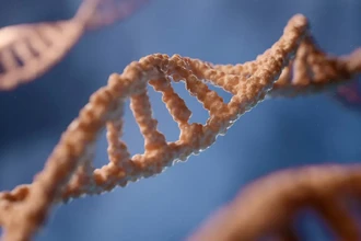 Почему клетки женщин теряют Х-хромосомы: генетические причины и риски