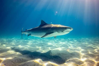 Акула рядом? Как вести себя при встрече и правильно защититься